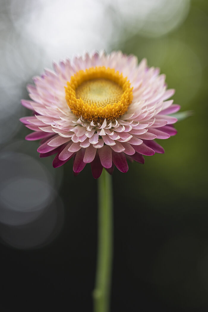 Strawflower Glow-Up