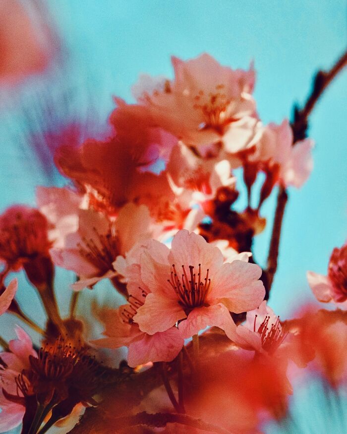 Cherry Blossom Daydream