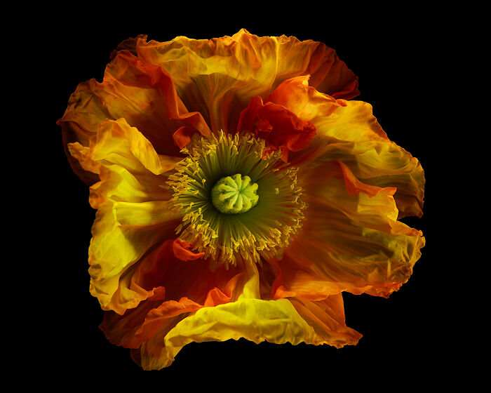 Icelandic Poppy in Time-Lapse Blur