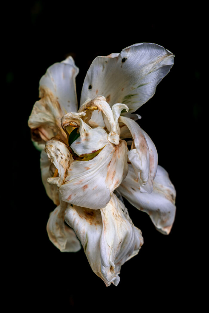 Dying Tulip, Full of Character