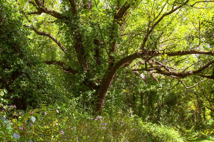 Crown of Moss: Forest Royalty