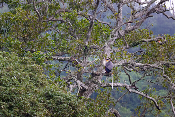 Langur’s Tree Hangout