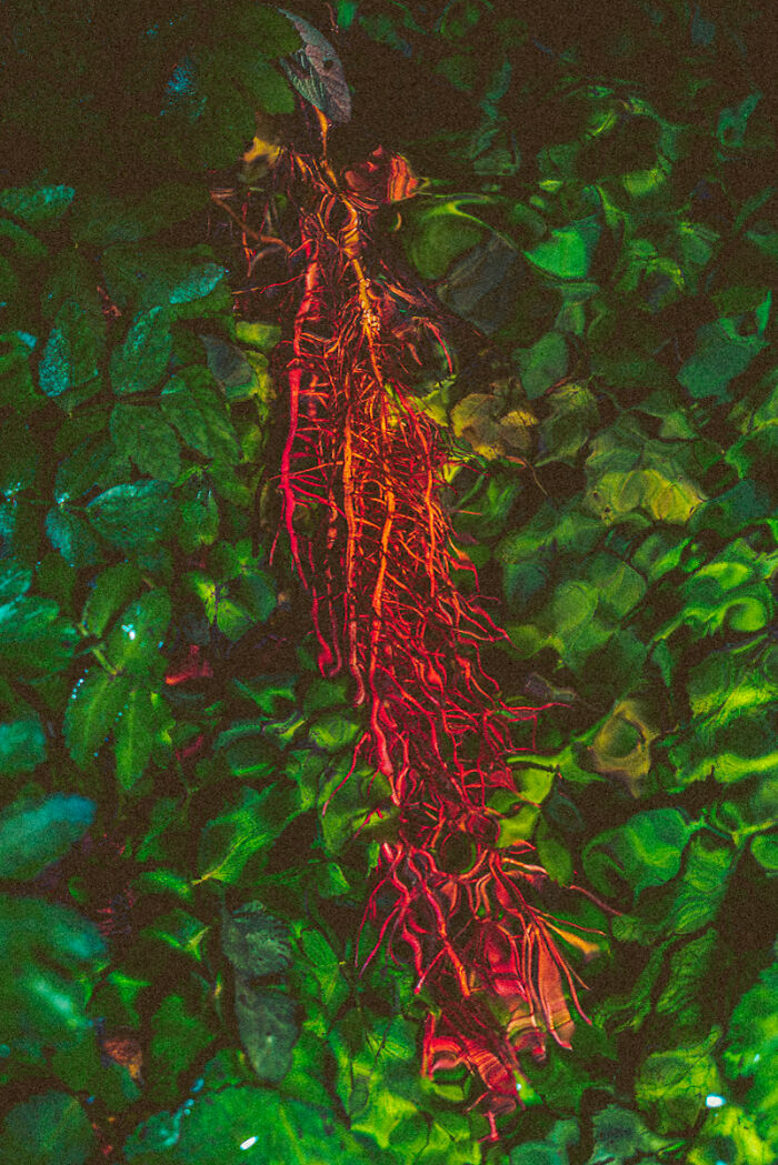 River Flow Jungle Groove