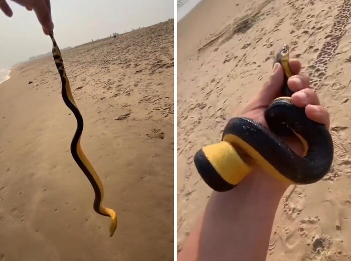 Guy Grabs Venomous Sea Snake Without a Clue!