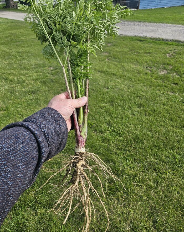 Oops, Ate Toxic Root Thinking It Was a Carrot!