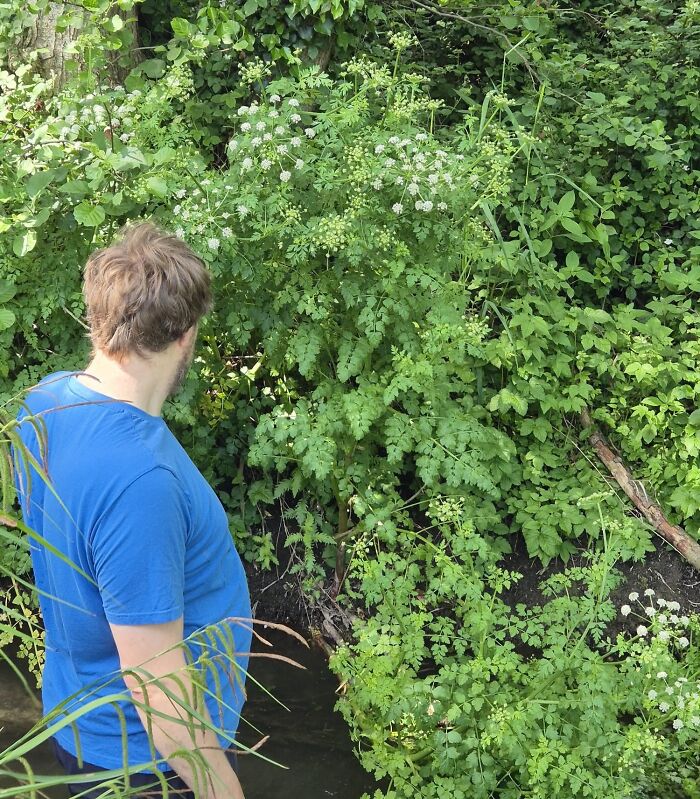 Is It Giant Hogweed or Just Hide and Seek Plant?