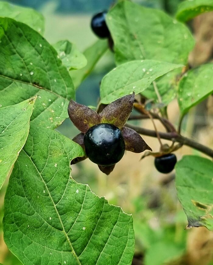 Tasted a Berry, Nearly Moved in for a Mouthful — Then Google Saved Me