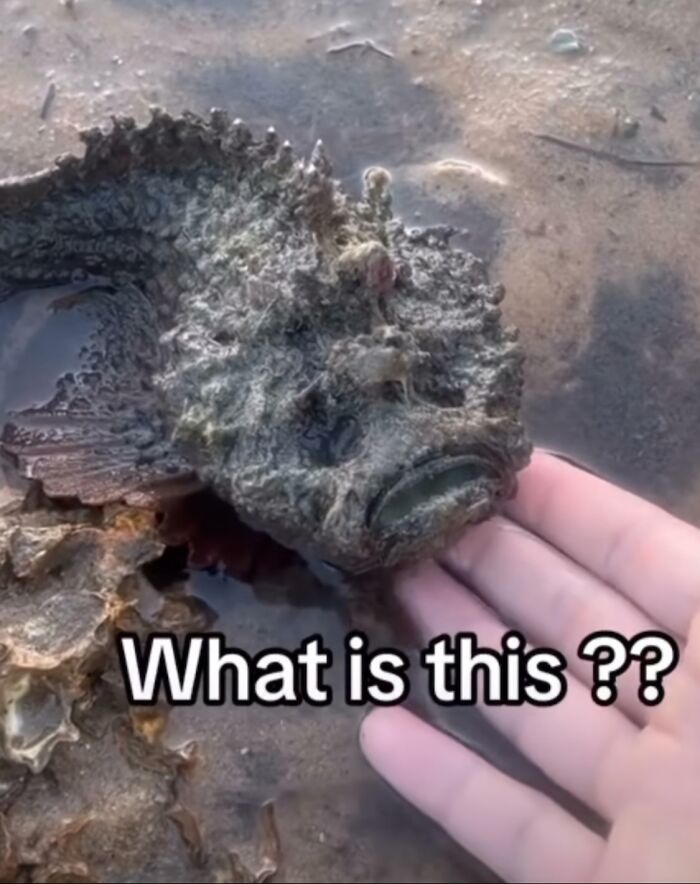 Meet the Stonefish: Nature’s Spiky Surprise
