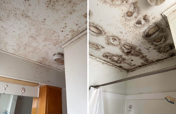 Mold Wars: Denial Edition at Home