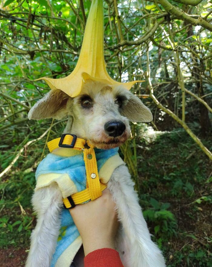 Dog’s New Forest Fancy Hat? Plant Edition