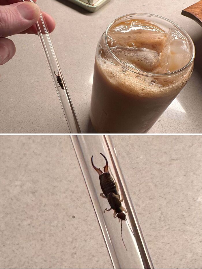 That Surprise Bug in My Morning Coffee!