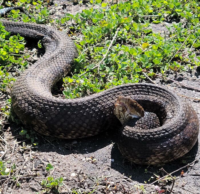 Almost Stepped on a Snake at Work—Hello, Surprise Visitor!