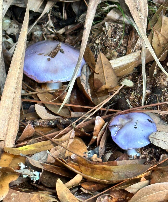 Ate These Wild Mushrooms and Now Feeling Weeeeird
