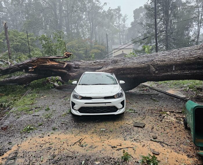 Good Morning! Giant Oak Just Crashed the Morning Commute
