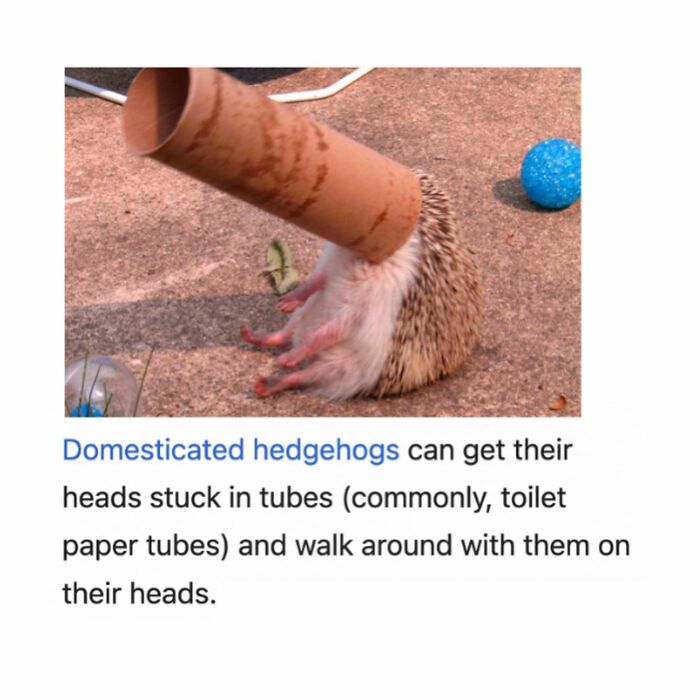 Wait, Wikipedia Gets THIS Weird? 82 Totally Bizarre Articles You Won't Believe Exist