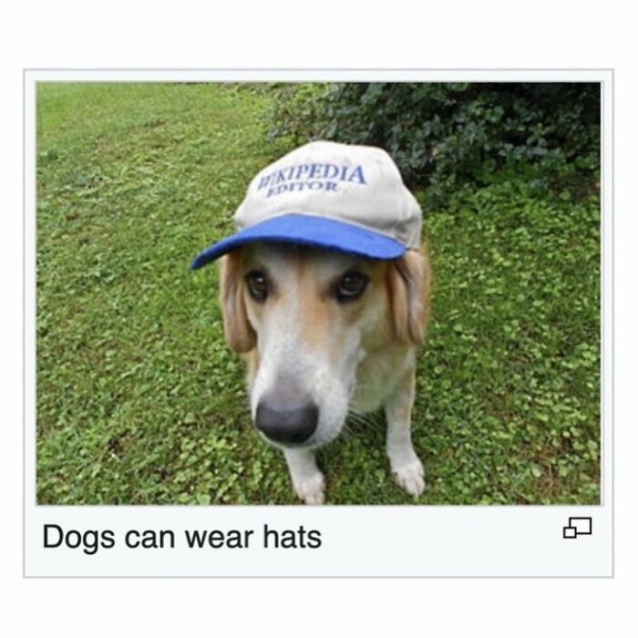 Wait, Wikipedia Gets THIS Weird? 82 Totally Bizarre Articles You Won't Believe Exist