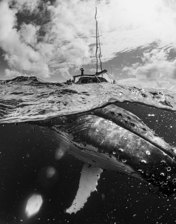 “Sassy, An Insistent Whale” By Tristin Sheen
