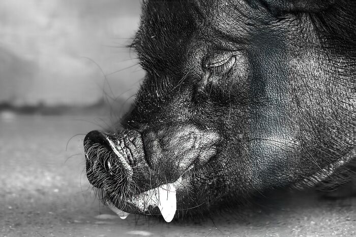 "Pig" By Masaru Takagi