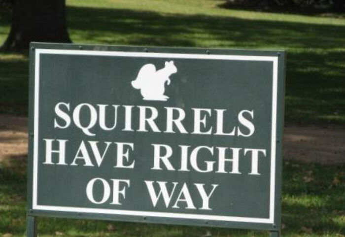 I Don't Think Squirrels Can Do Anything