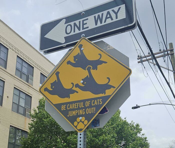 You Have Cat To Be Kitten Me Right Meow!