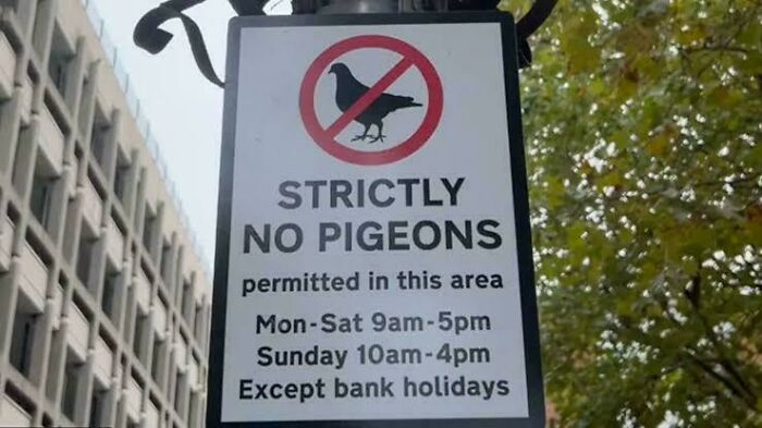 Poor Pigeons :(