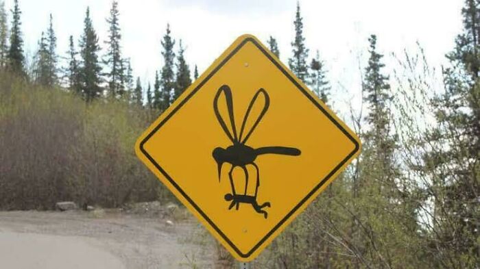 Giant Mosquito?