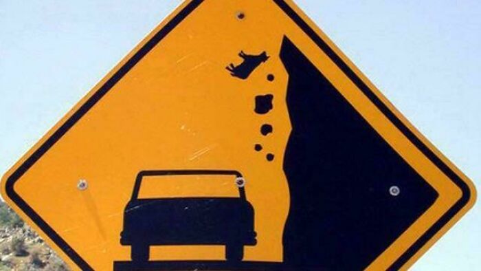 Cows Falling?