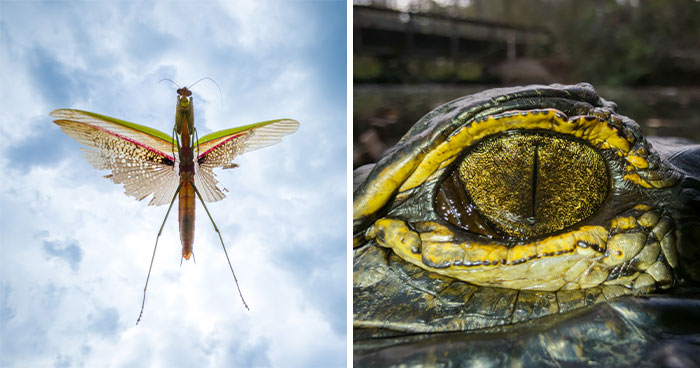 Wait, They Took These Incredible Swamp Shots With A Phone?! (27 Pics)