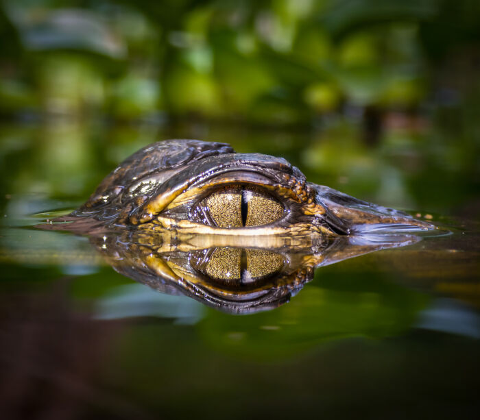 “Golden Watcher”