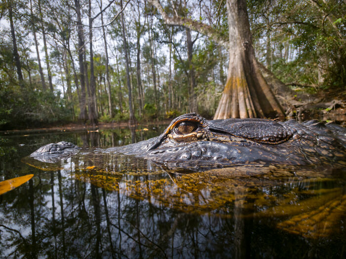 “Cypress Mirror”