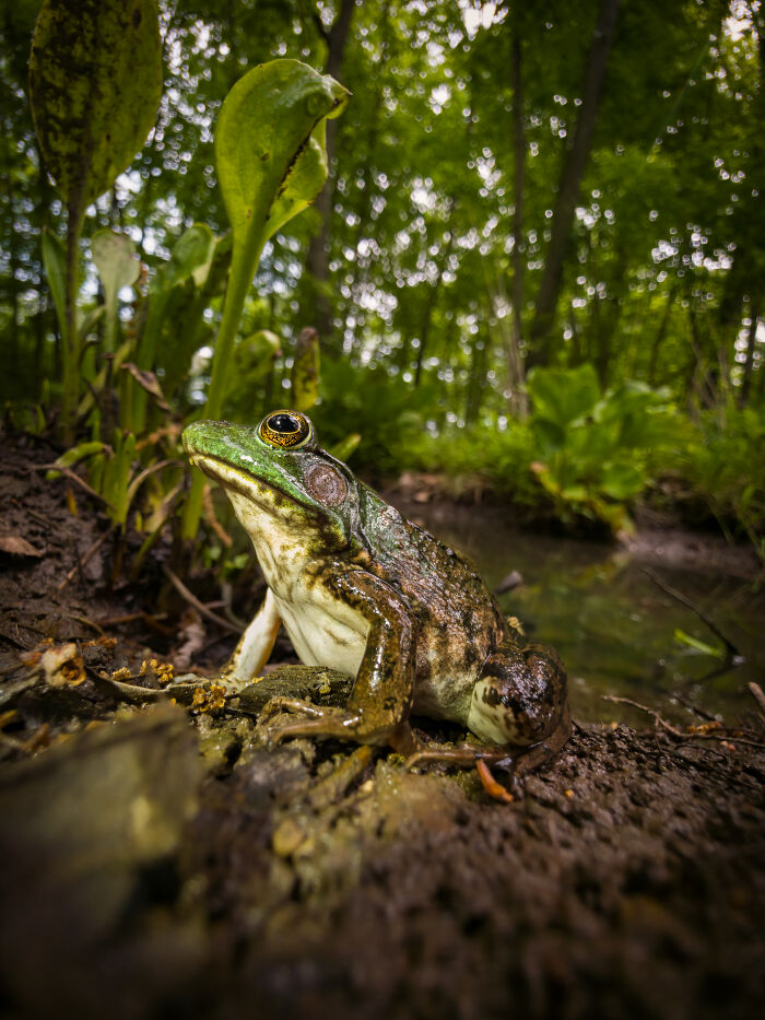 “Swampside Sovereign”