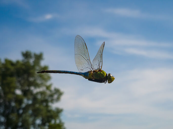 “Blue Darter”