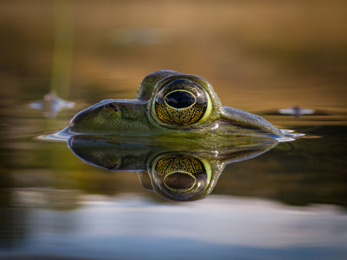 “Evening Mirror”