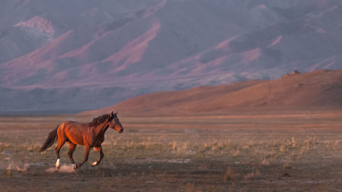 Purple Mountains Majesty: Desert Glow-Up Time