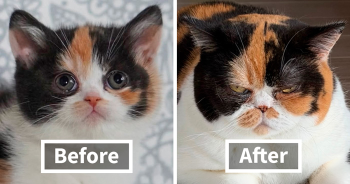Cat Glow-Ups That Will Totally Melt Your Heart