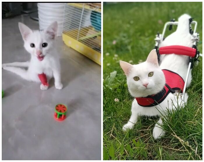 Cat Glow-Ups That Will Totally Melt Your Heart