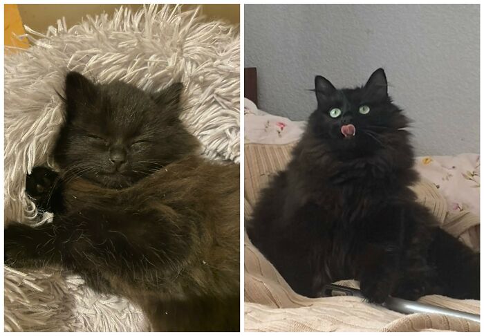 Cat Glow-Ups That Will Totally Melt Your Heart