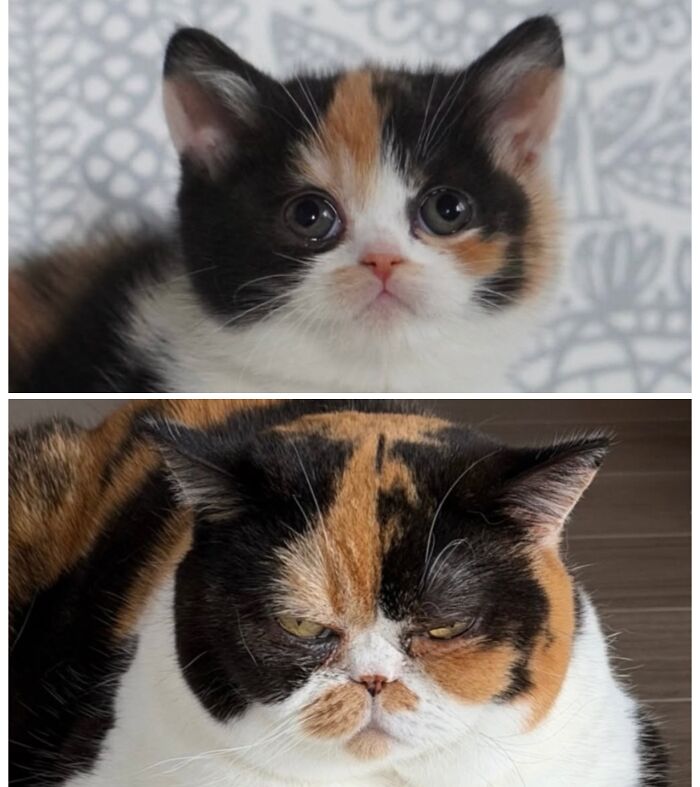 Cat Glow-Ups That Will Totally Melt Your Heart