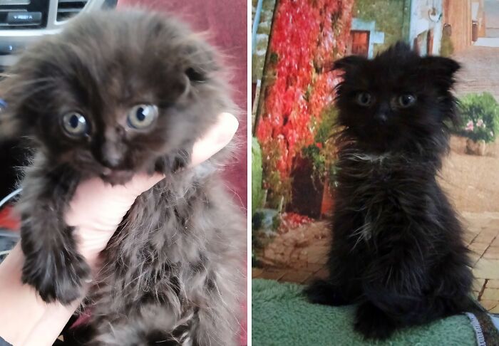 Cat Glow-Ups That Will Totally Melt Your Heart