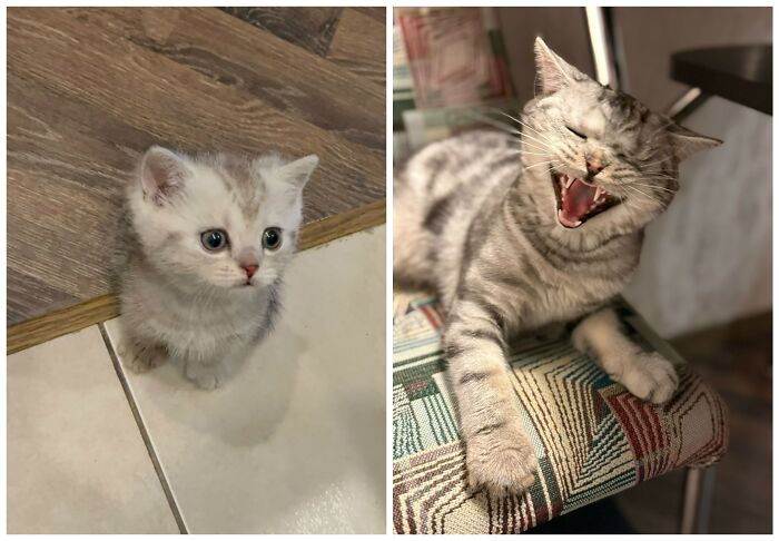 Cat Glow-Ups That Will Totally Melt Your Heart
