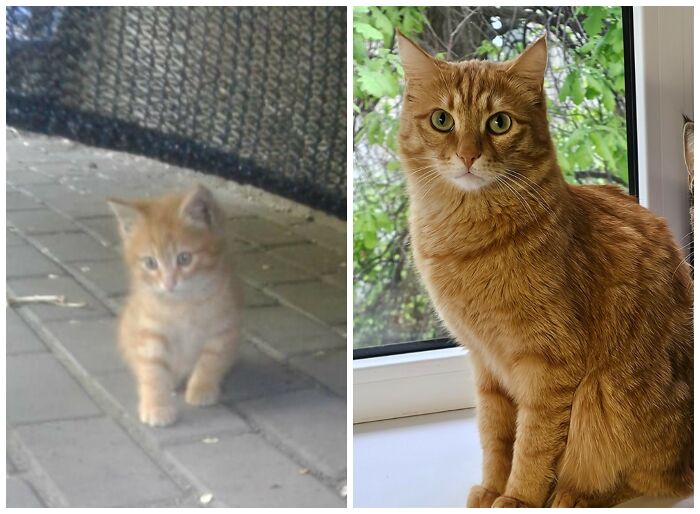 Cat Glow-Ups That Will Totally Melt Your Heart