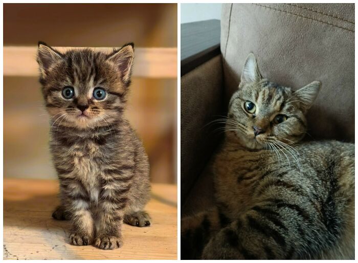 Cat Glow-Ups That Will Totally Melt Your Heart