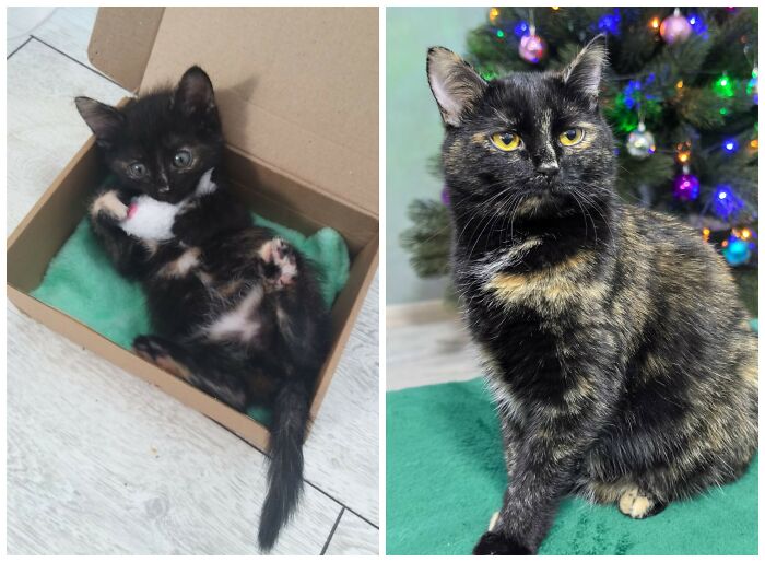 Cat Glow-Ups That Will Totally Melt Your Heart