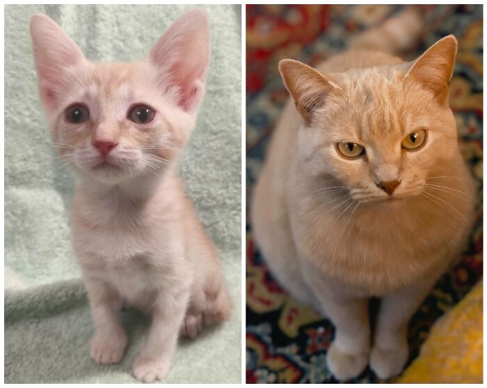 Cat Glow-Ups That Will Totally Melt Your Heart