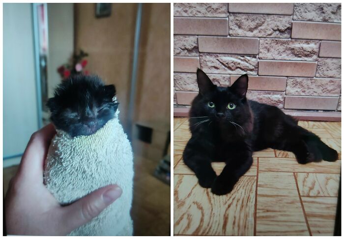 Cat Glow-Ups That Will Totally Melt Your Heart