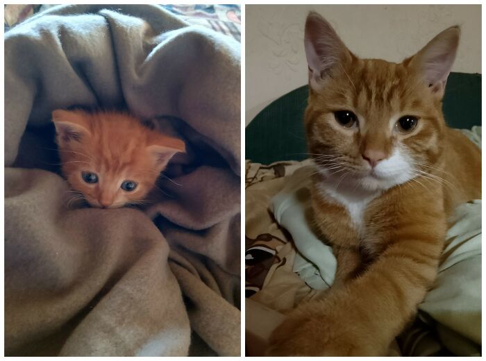 Cat Glow-Ups That Will Totally Melt Your Heart