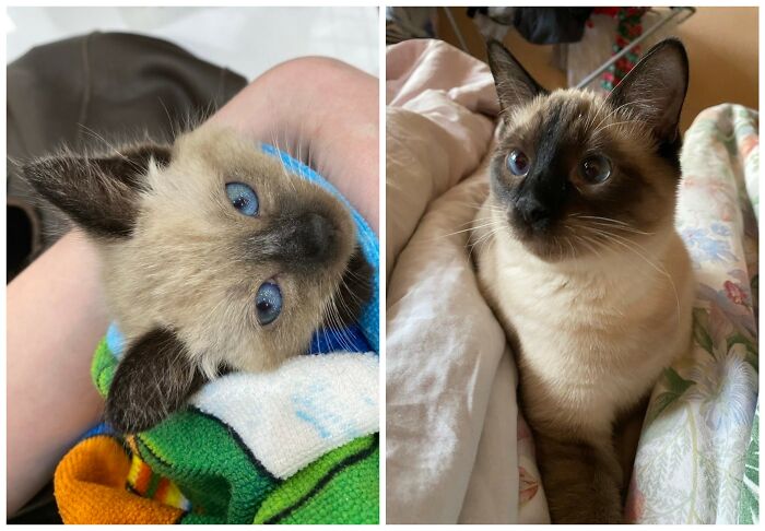 Cat Glow-Ups That Will Totally Melt Your Heart