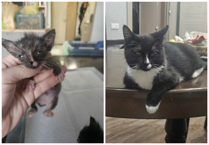 Cat Glow-Ups That Will Totally Melt Your Heart