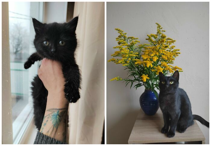 Cat Glow-Ups That Will Totally Melt Your Heart
