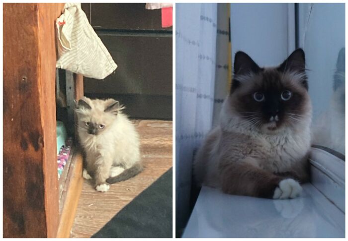 Cat Glow-Ups That Will Totally Melt Your Heart